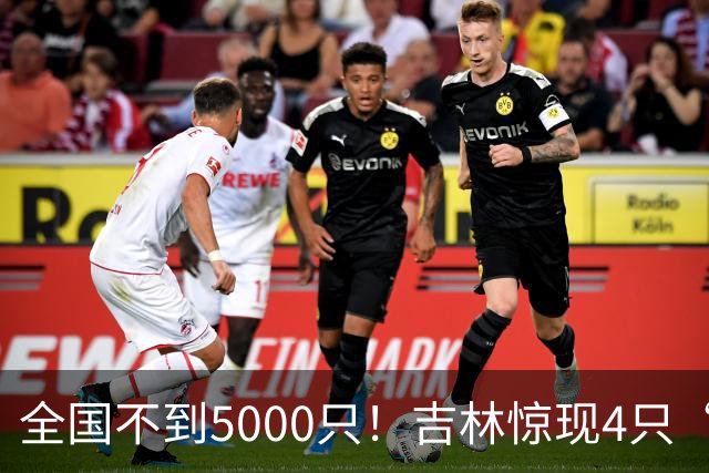 全国不到5000只！吉林惊现4只“四凶之首”，看懵30年老手！